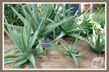 Offrir-plantes-aloe-vera_1