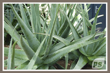 Offrir-plantes-aloe-vera_2