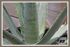 Offrir-plantes-aloe-vera_3