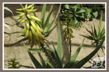 Offrir-plantes-aloe-vera_4