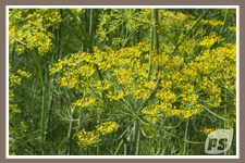 Offrir-plantes-aneth_1