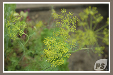 Offrir-plantes-aneth_2