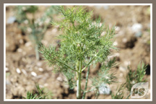 Offrir-plantes-aneth_3
