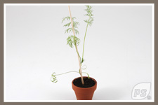Offrir-plantes-aneth_4