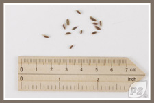 Offrir-plantes-aneth_5