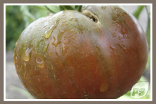 Offrir-plantes-tomate-noire-de-crimee_1