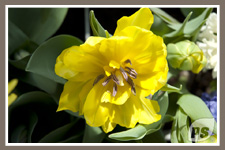 Offrir-plantes-tulipe_1