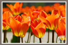 Offrir-plantes-tulipe_2