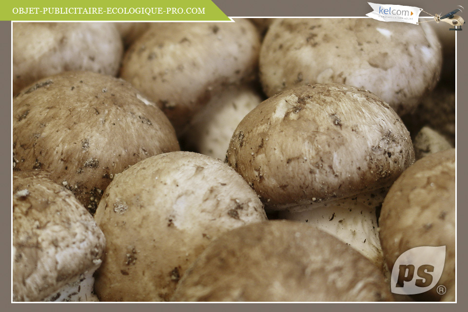 CHAMPIGNONS BLANCS DE PARIS - LE KIT - Potager