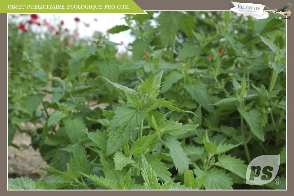 Hebre à chat Nepeta Nepeta