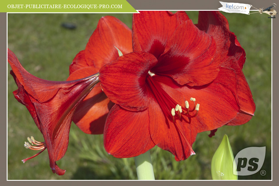 Amaryllis 