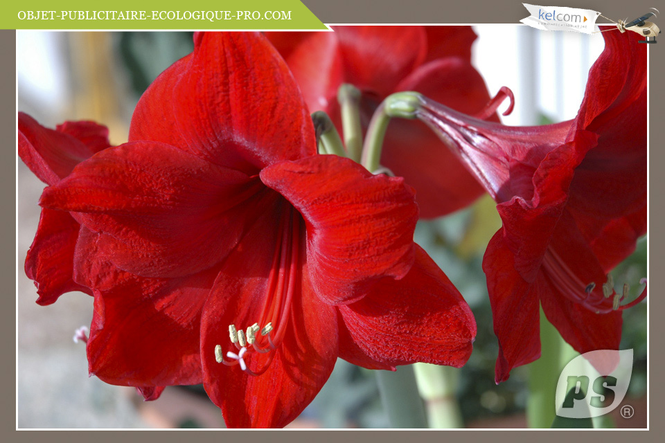 Amaryllis 