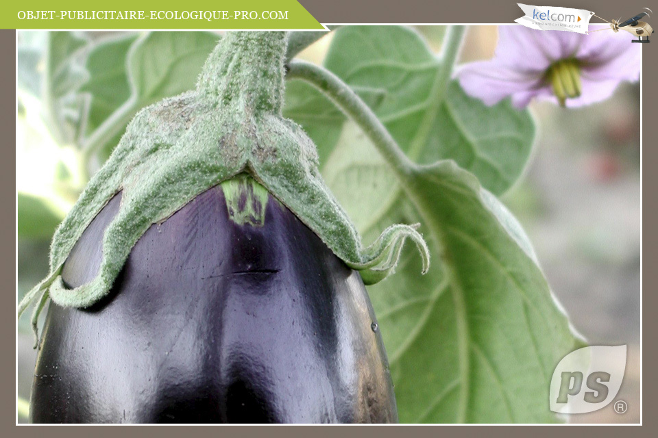 Aubergine 