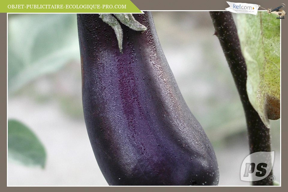 Aubergine 