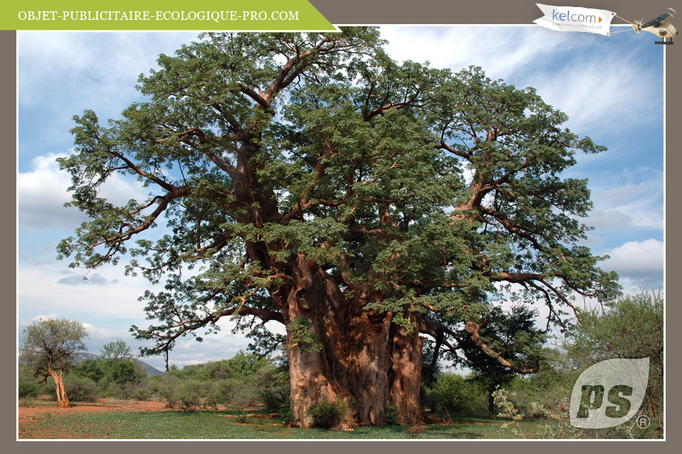 Baobab du Sénégal 