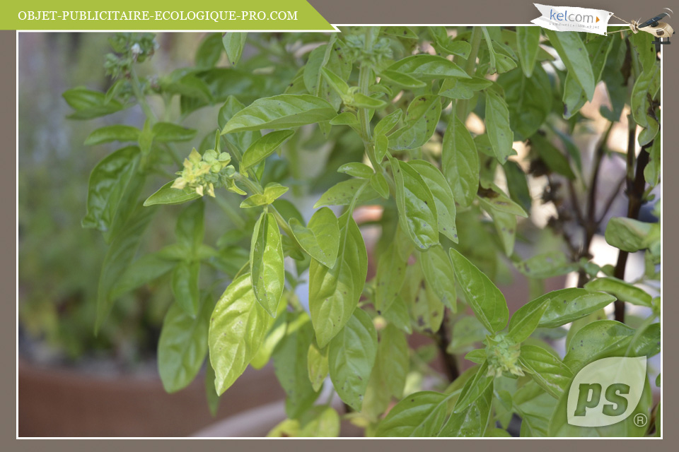 Basilic Genovese