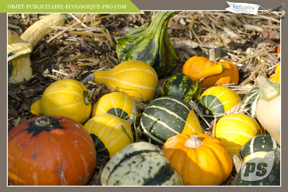 Coloquintes Variées