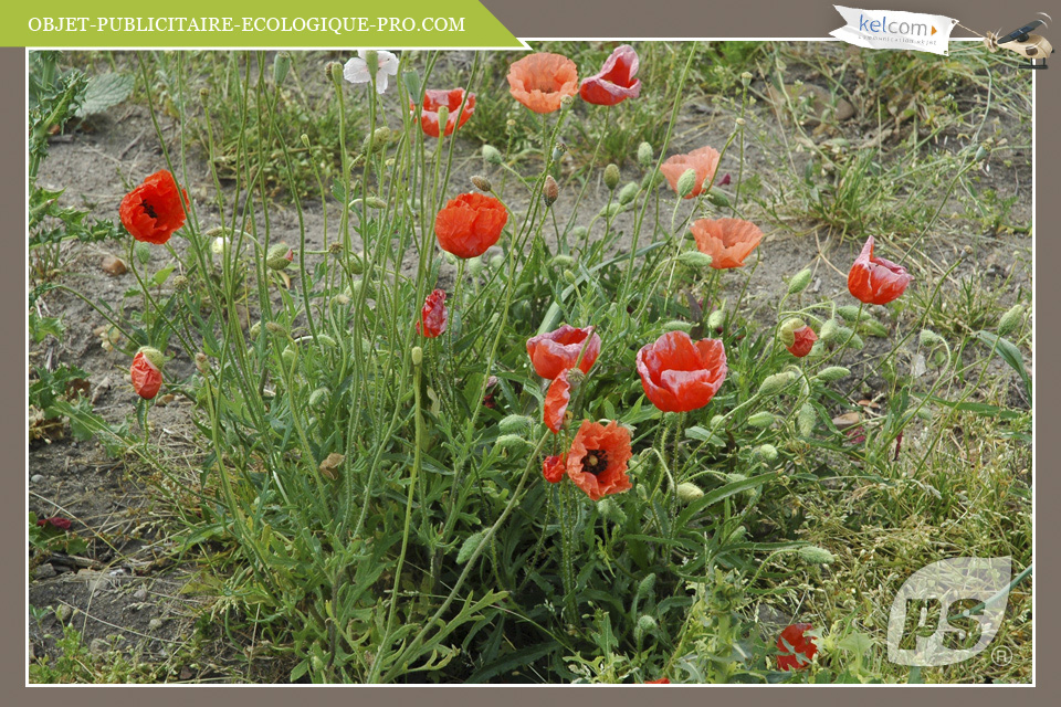 Coquelicot Lady bird