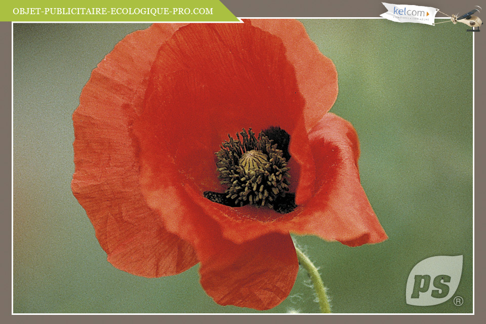 Coquelicot 