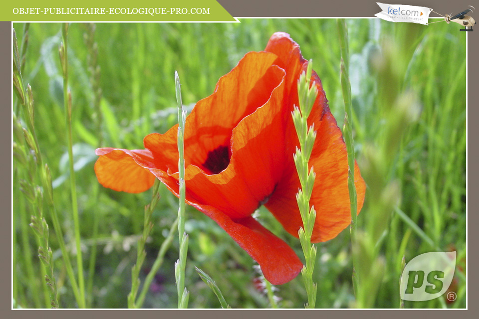 Coquelicot 