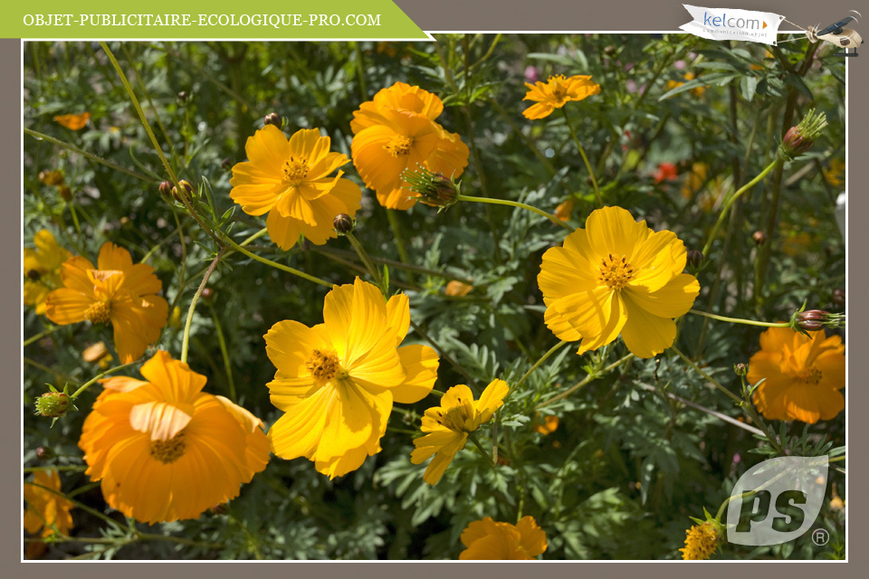 Cosmos Orange