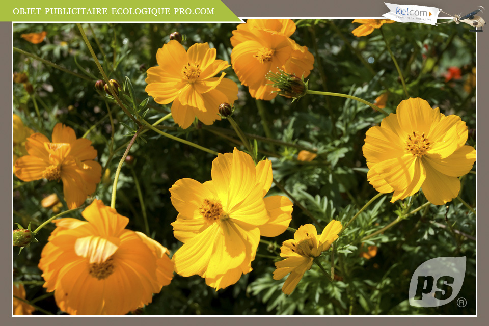 Cosmos Orange