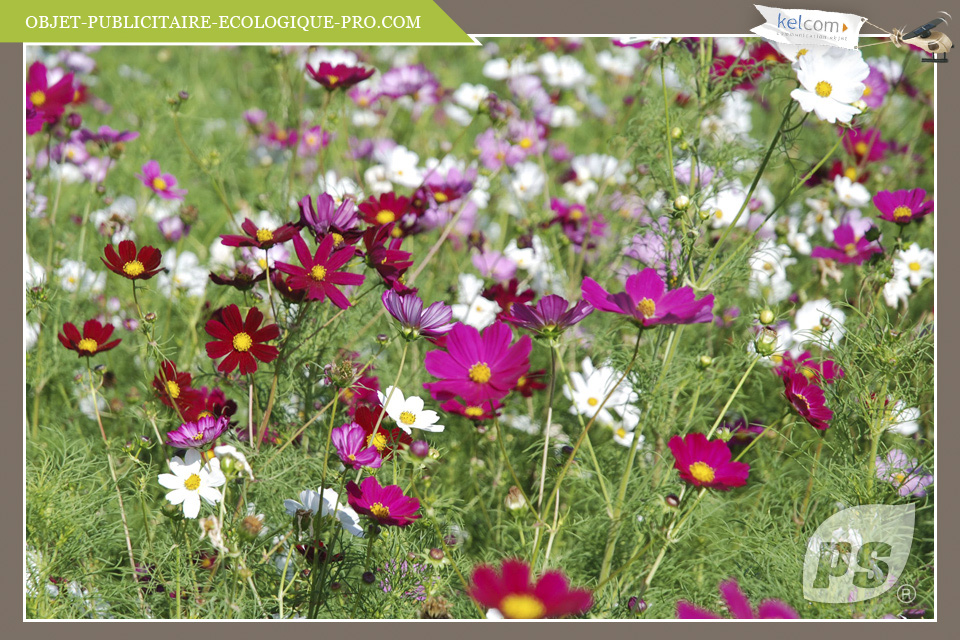 Cosmos Variés