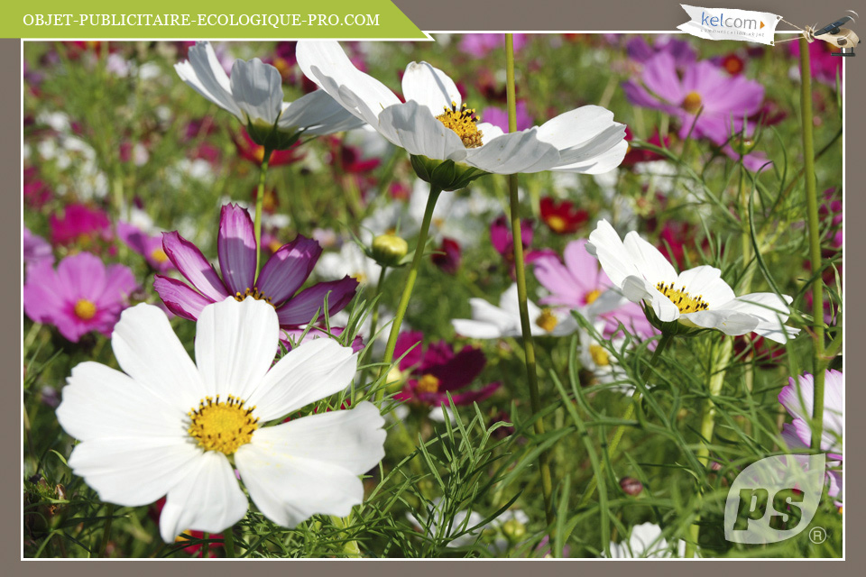 Cosmos Variés