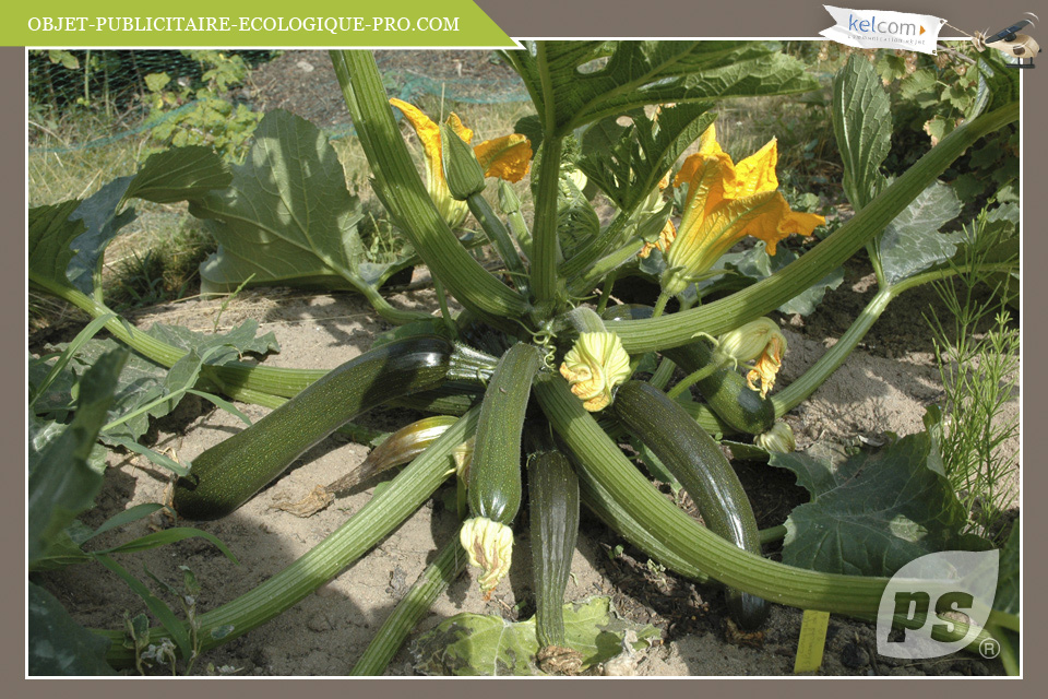 Courgette Black Beauty