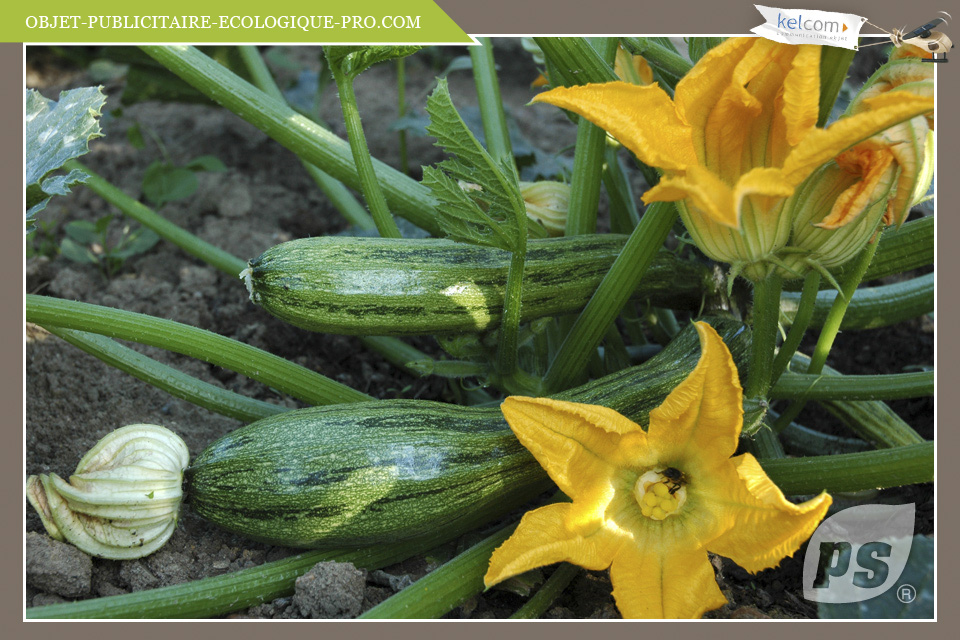 Courgette Black Beauty