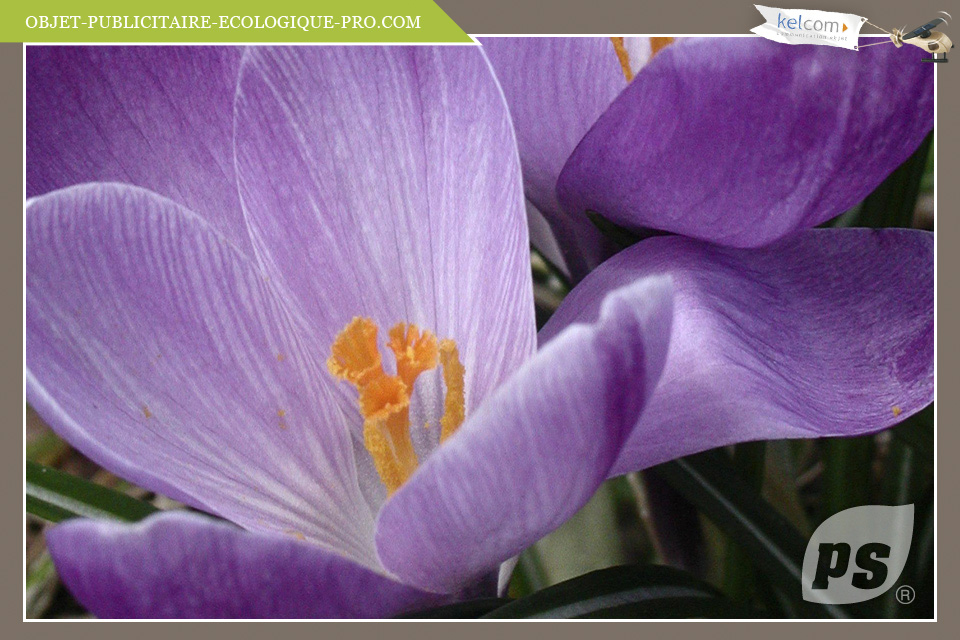 Crocus 