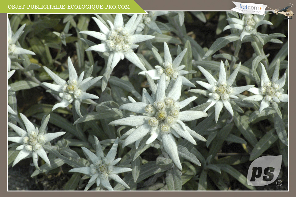 Edelweiss 