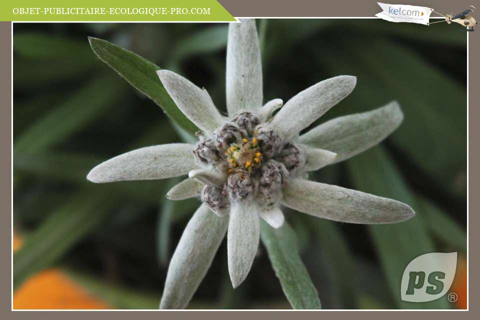 Edelweiss 