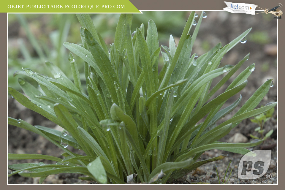 Edelweiss 