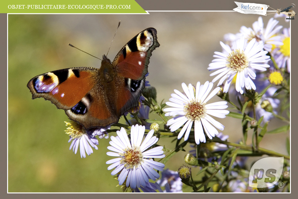 Fleurs à papillons 