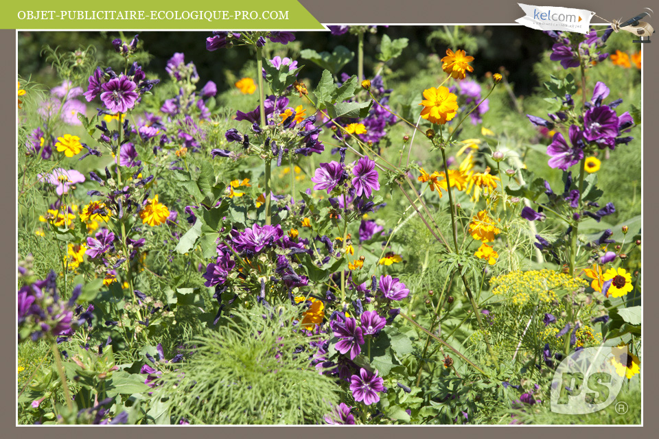 Fleurs à papillons 