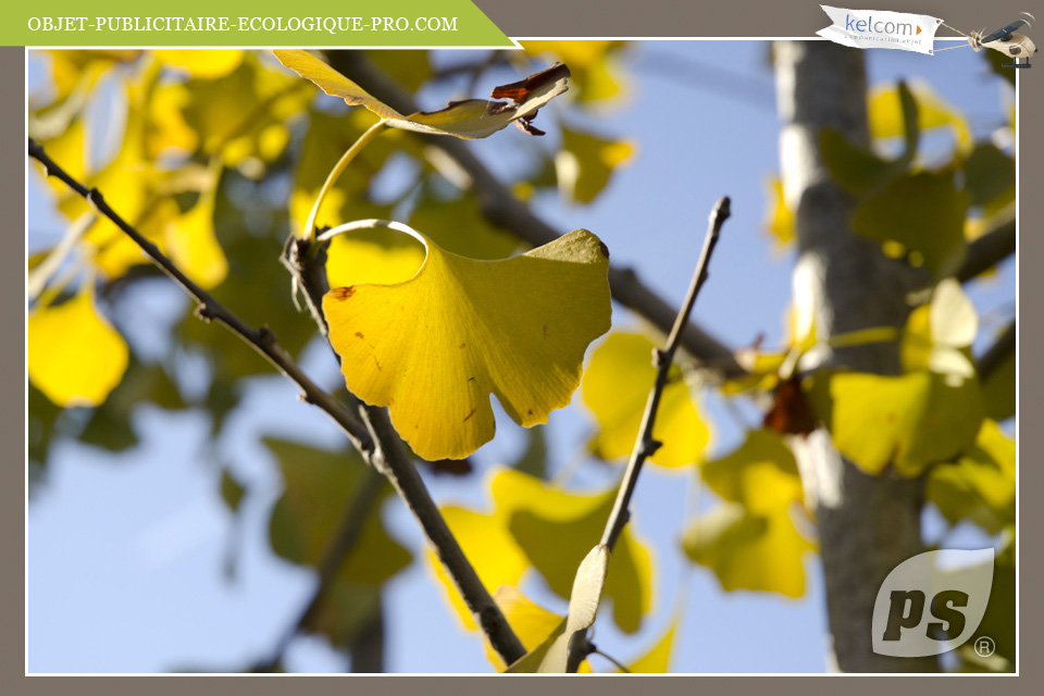 Ginkgo Biloba 