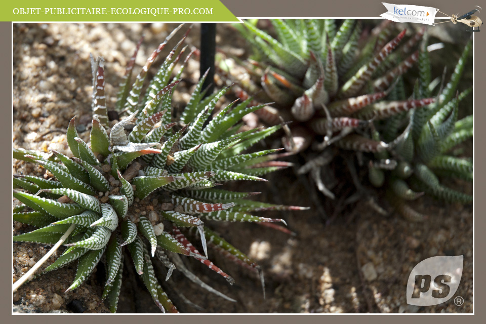 Haworthia 