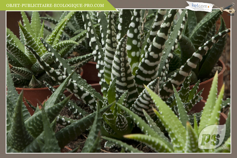 Haworthia 