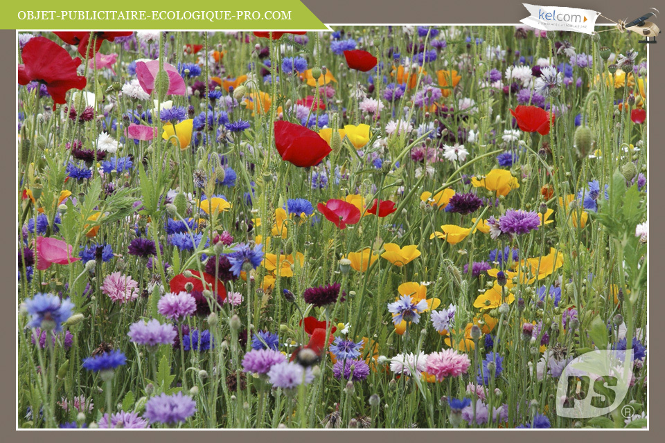 Mélange fleurs champêtres 