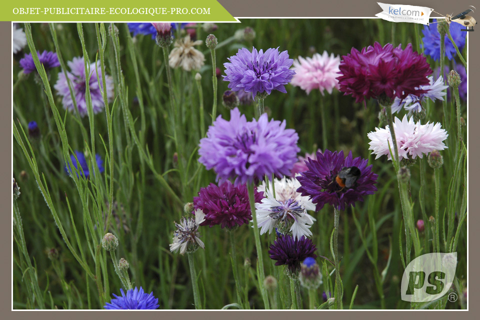 Mélange fleurs champêtres 