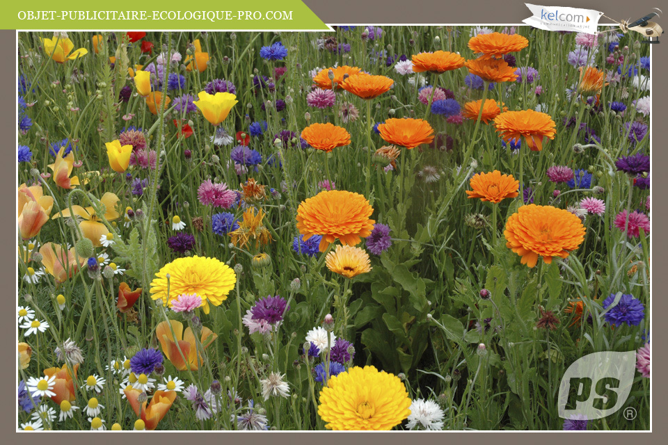 Mélange fleurs champêtres 