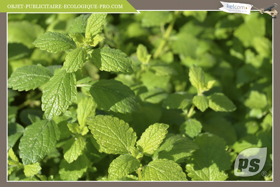 Mélisse officinale Lemon balm