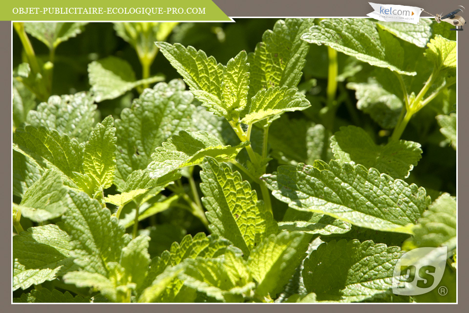 Mélisse officinale Lemon balm