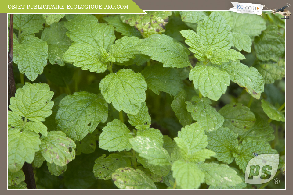 Mélisse officinale Lemon balm