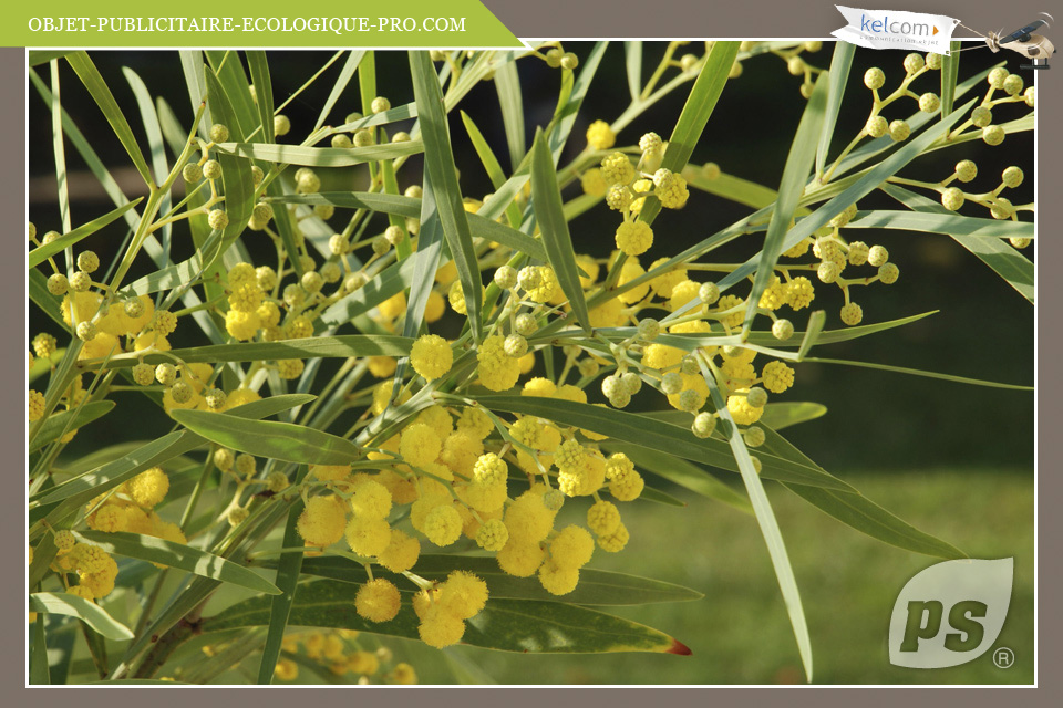 Mimosa des 4 saisons 