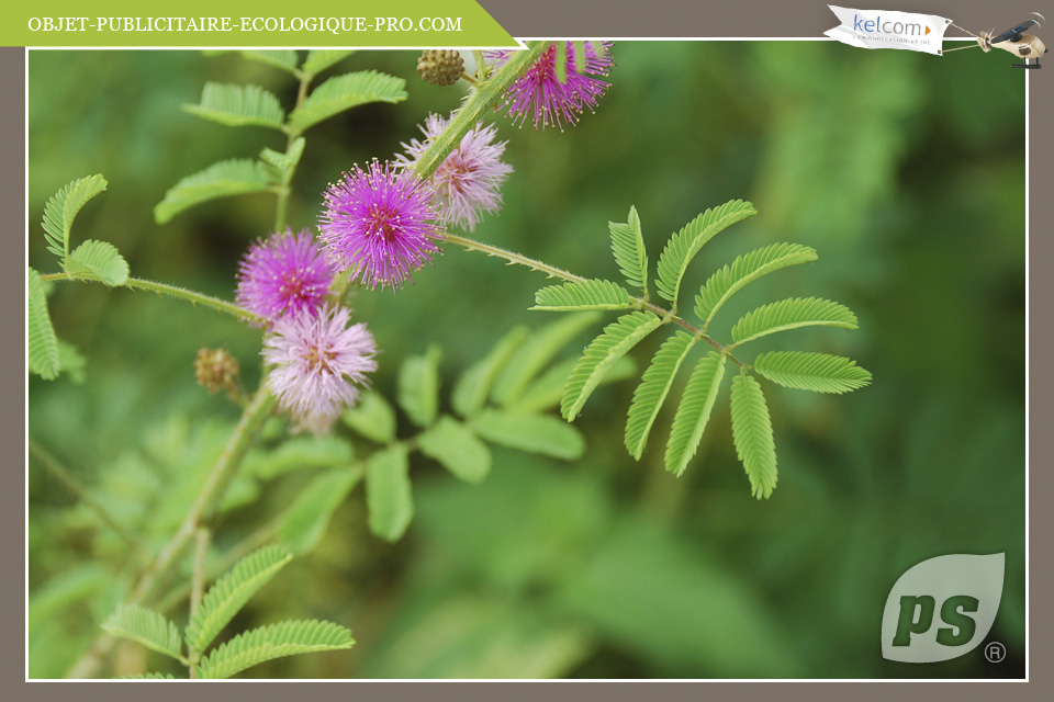 Mimosa Pudica 