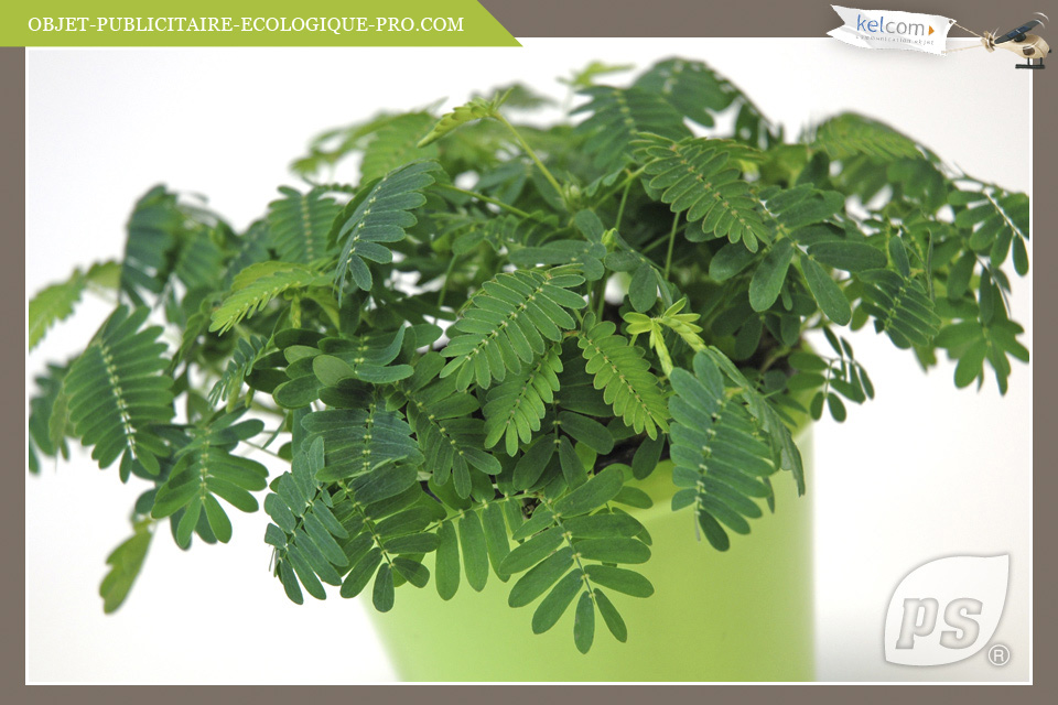 Mimosa Pudica 