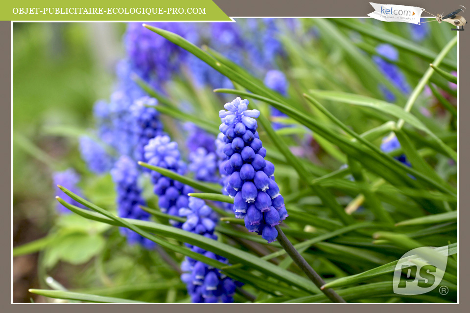 Muscari 