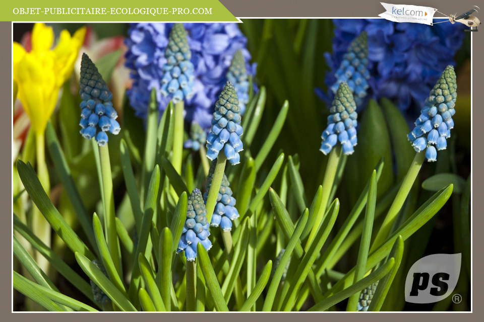 Muscari 